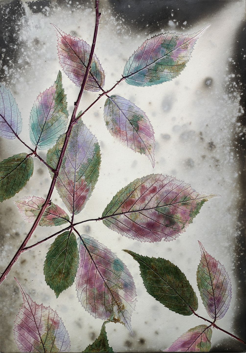 autumn bramble II by helen michie